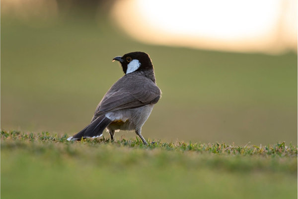 White-eared Bulbul (Pycnonotus leucotis) in the wild
