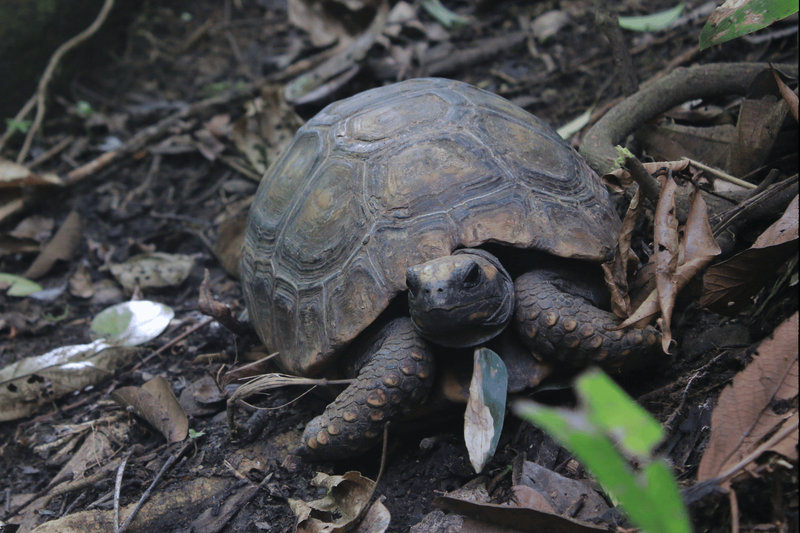 Yellow-footed Tortoise (Chelonoidis denticulatus)