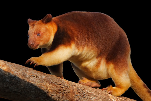 Tree-Kangaroos (Dendrolagus spp.) in the wild