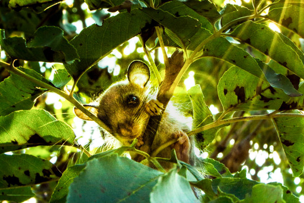 Forest Dormouse (Dryomys nitedula)                in the wild