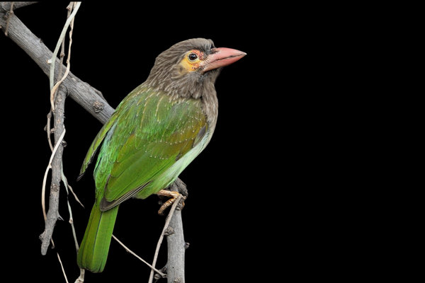 Brown-headed Barbet (Psilopogon zeylanicus) in the wild