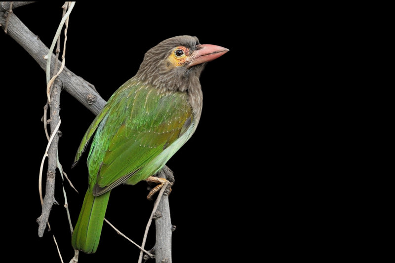 Brown-headed Barbet (Psilopogon zeylanicus) — Indian subcontinent