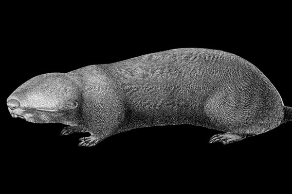 Podolsk Mole Rat (Spalax zemni)                   in the wild