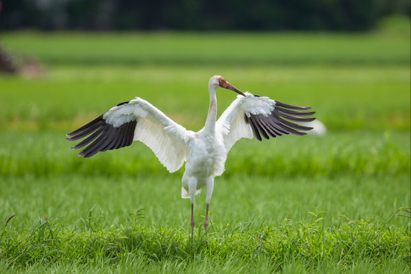 Siberian Crane (Leucogeranus leucogeranus) in the wild