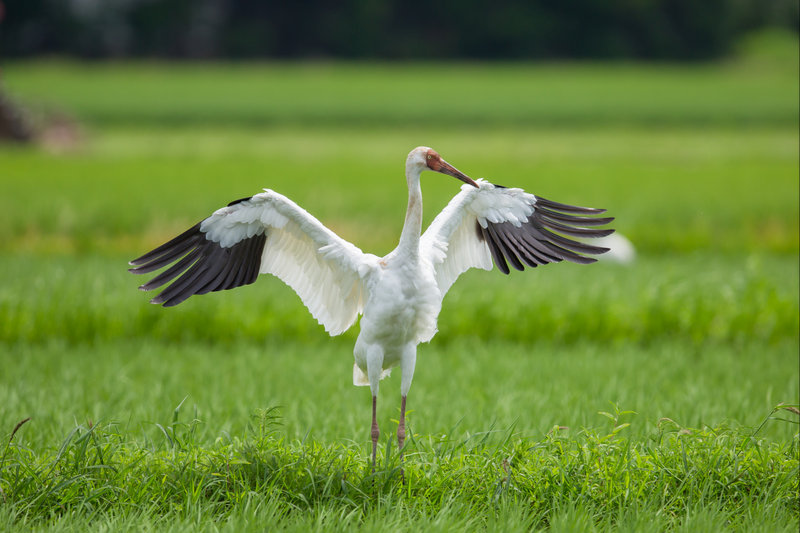Siberian Crane (Leucogeranus leucogeranus) — Migratory: Winters in Keoladeo National Park, Rajasthan