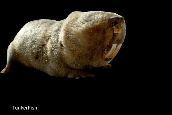 Giant Mole Rat (Spalax giganteus) in the wild