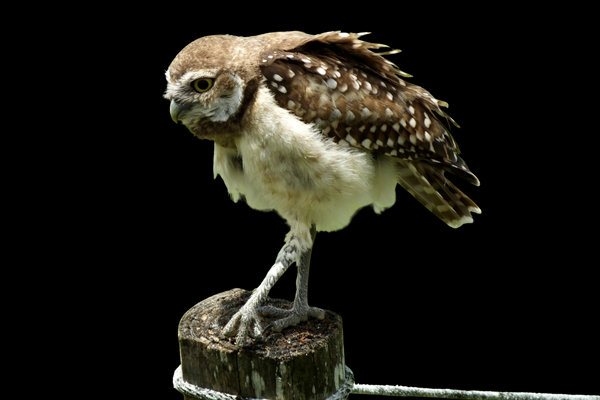 Burrowing Owl (Athene cunicularia) in the wild