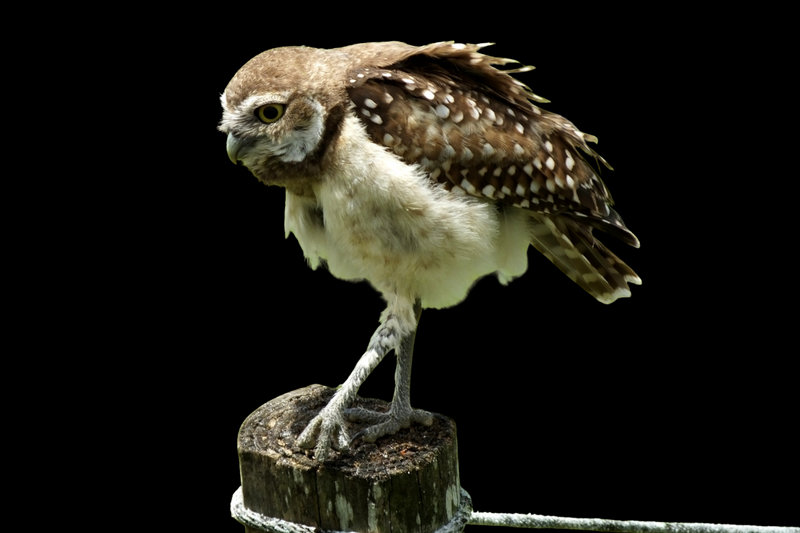 Burrowing Owl (Athene cunicularia)