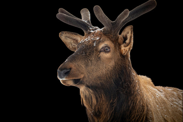 Elk (Alces alces) in the wild