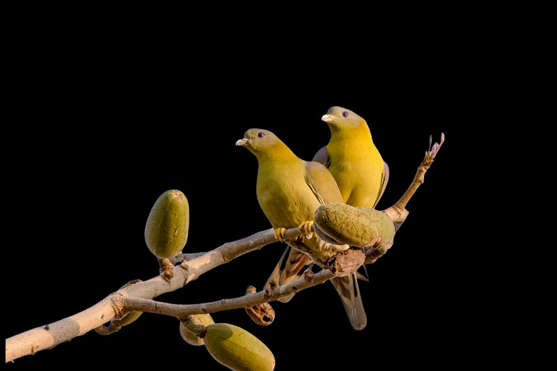 Yellow-footed Green-Pigeon (Treron phoenicoptera)