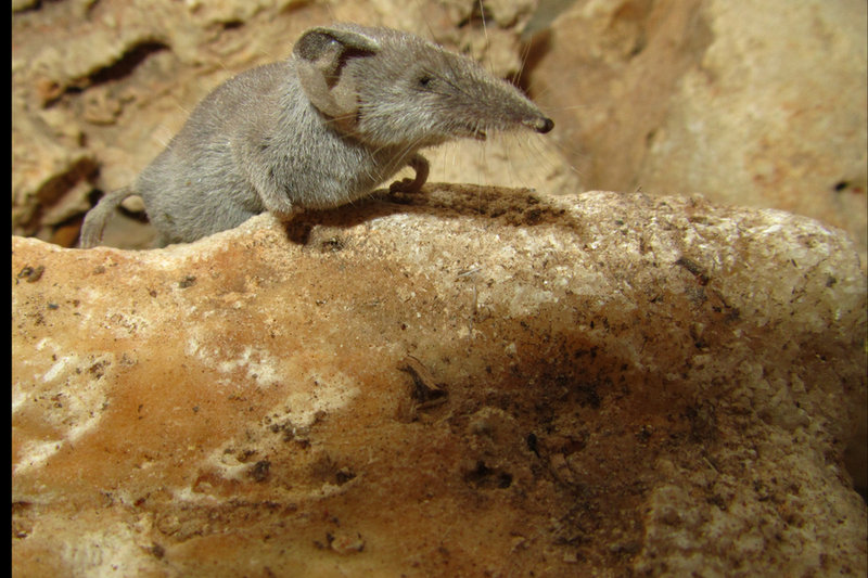 Pygmy White-toothed Shrew (Suncus etruscus)