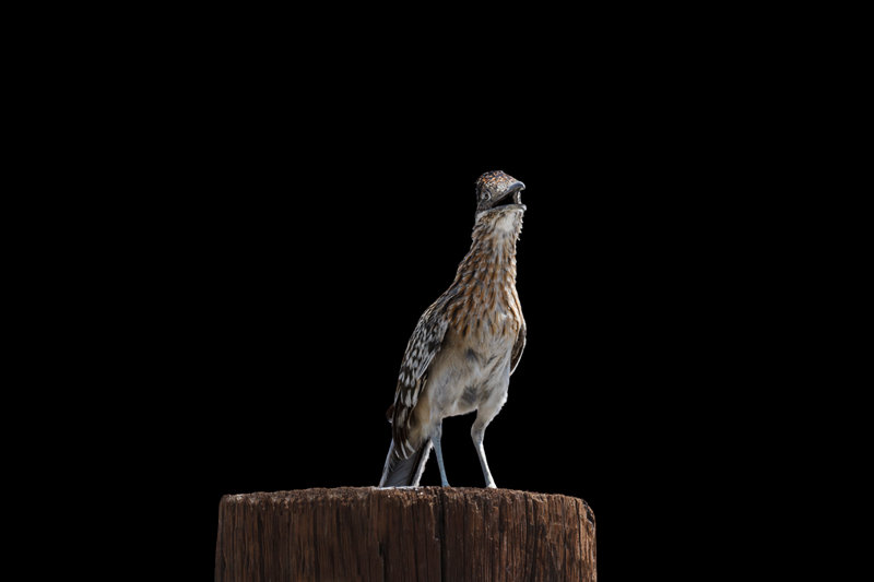Greater Roadrunner (Geococcyx californianus)