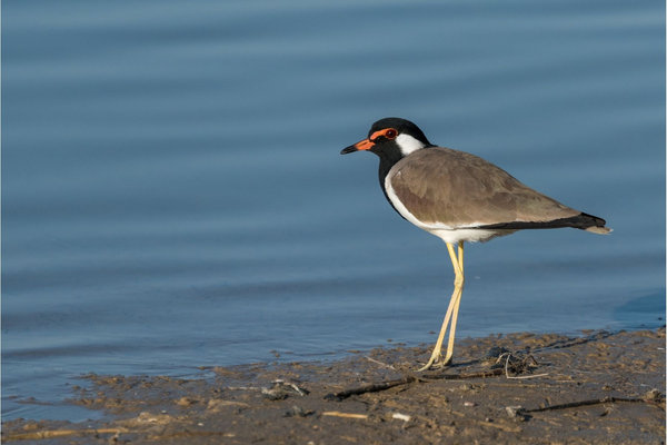 Red-wattled Lapwing (Vanellus indicus) in the wild