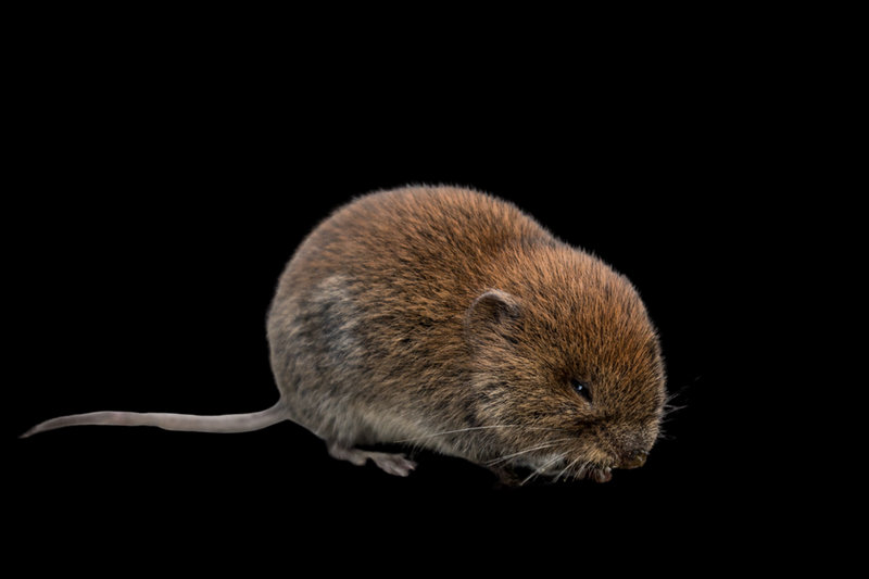 Common Vole (Microtus arvalis) — Europe