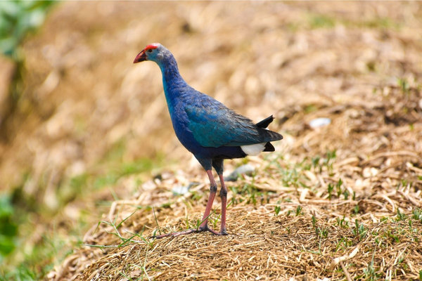 Gray-headed Swamphen (Porphyrio poliocephalus) in the wild