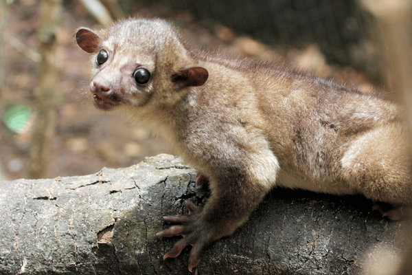Kinkajou (Potos flavus) in the wild