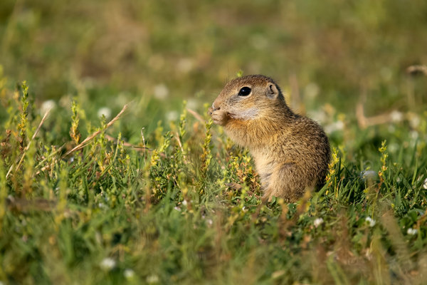 European Souslik (Spermophilus citellus) in the wild