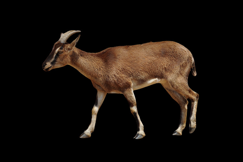 Cretan Wild Goat (Capra aegagrus) — Crete