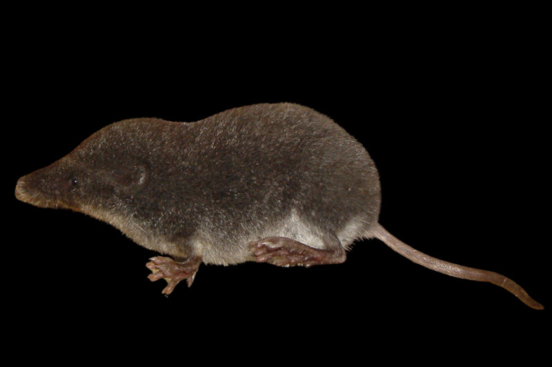 Miller's Water Shrew (Neomys anomalus) — Southern Europe, Iberia