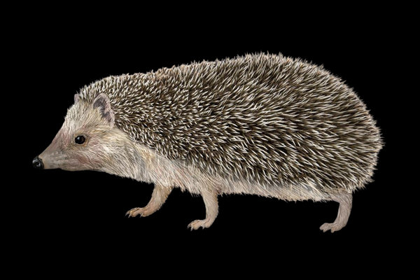Algerian Hedgehog (Erinaceus algirus) in the wild