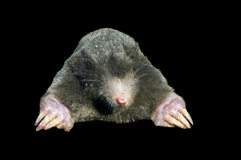 Common Mole (Talpa europaea)