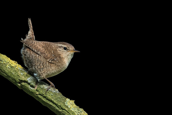 Eurasian Wren (Troglodytes troglodytes) in the wild