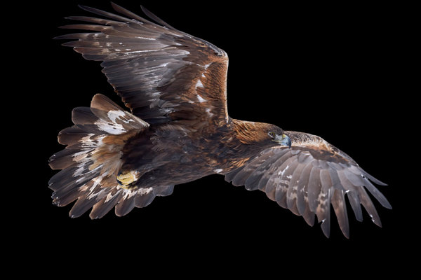 Golden Eagle (Aquila chrysaetos) in the wild