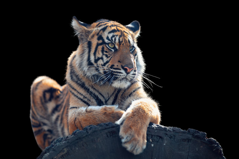 Sumatran Tiger (Panthera tigris sumatrae) — Sumatra, Indonesia