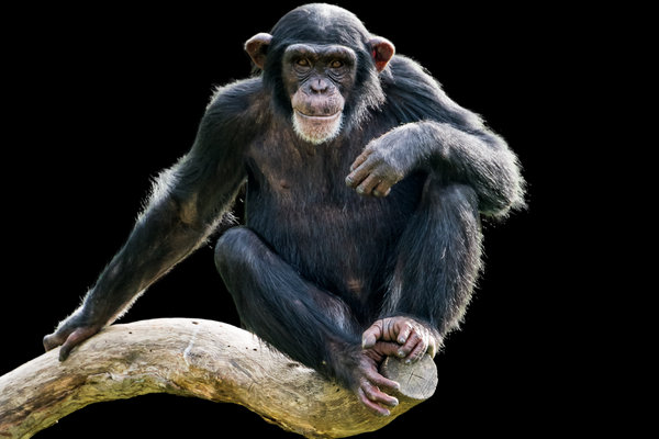 Chimpanzee (Pan troglodytes) in the wild