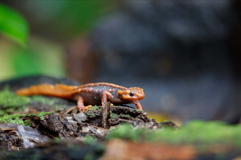 Himalayan Newt (Tylototriton verrucosus) — Himalayas: Sikkim, Arunachal Pradesh, West Bengal