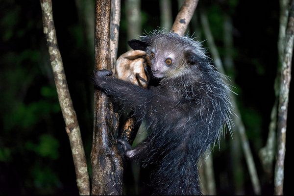 Aye-aye (Daubentonia madagascariensis) in the wild