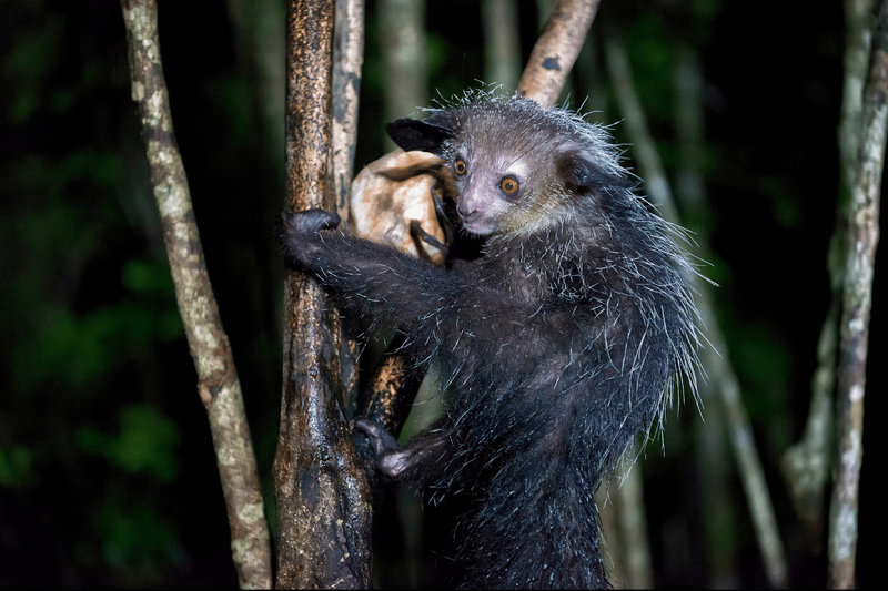 Aye-aye (Daubentonia madagascariensis)