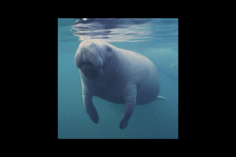 Florida Manatee (Trichechus manatus latirostris)