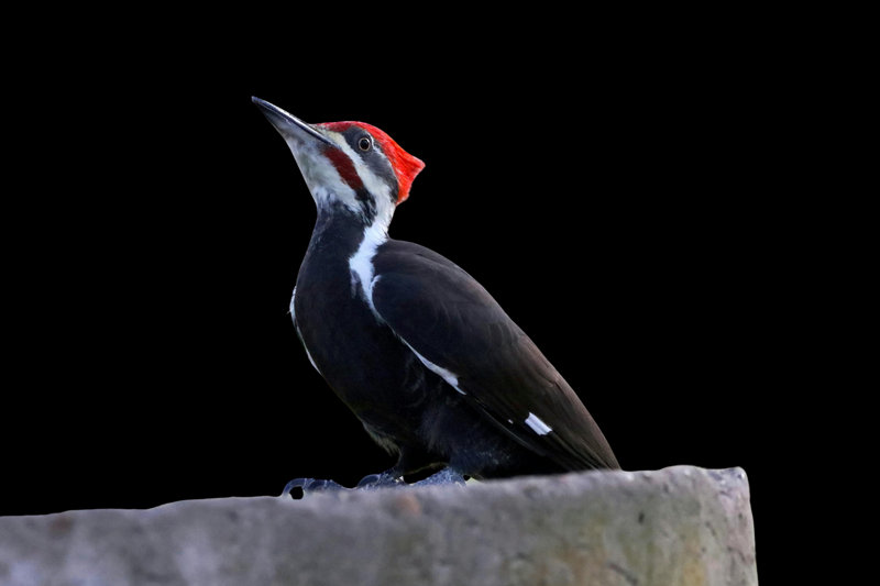Pileated Woodpecker (Dryocopus pileatus)