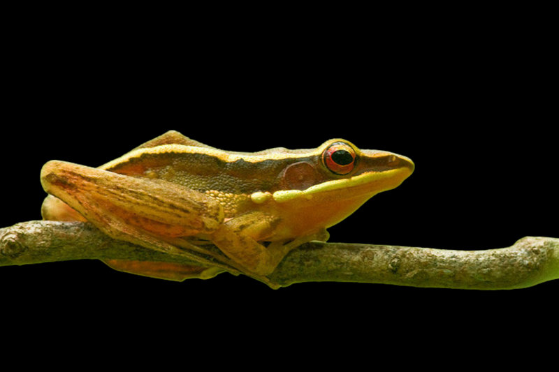 Golden-backed Frog (Hylarana aurantiaca) — Coastal East Africa