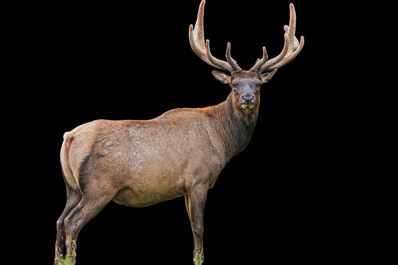 Roosevelt Elk (Cervus canadensis roosevelti)