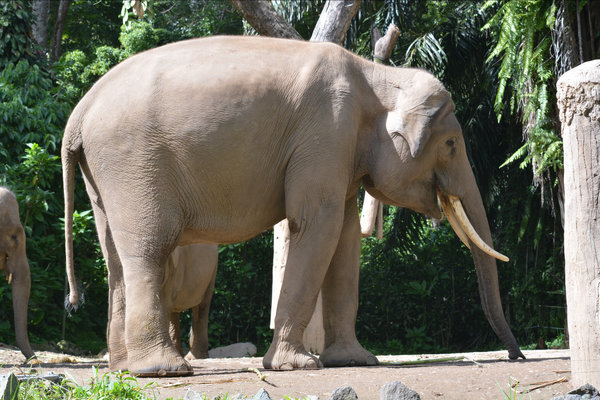 Sumatran Elephant (Elephas maximus sumatranus) in the wild