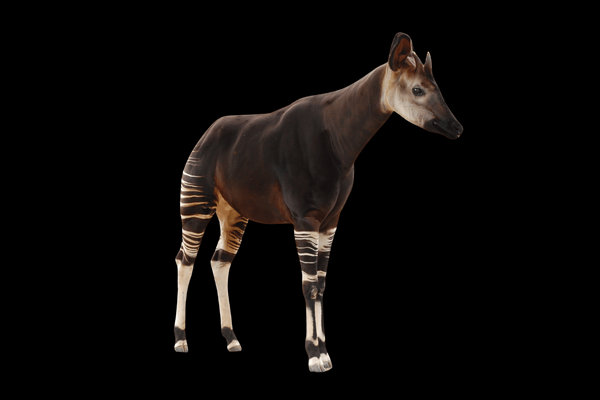 Okapi (Okapia johnstoni) in the wild