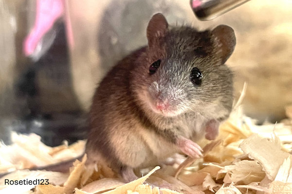 Steppe Mouse (Mus spicilegus)                     in the wild