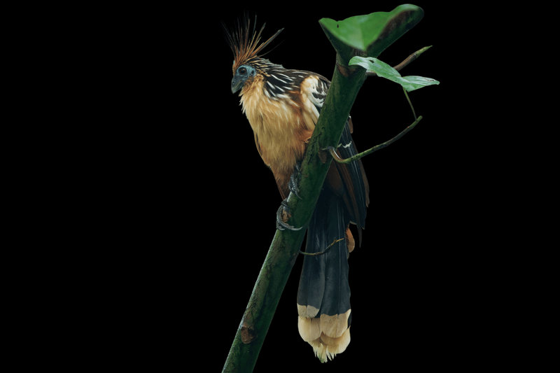 Hoatzin (Opisthocomus hoazin)