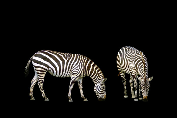 Zebra (Equus quagga) in the wild