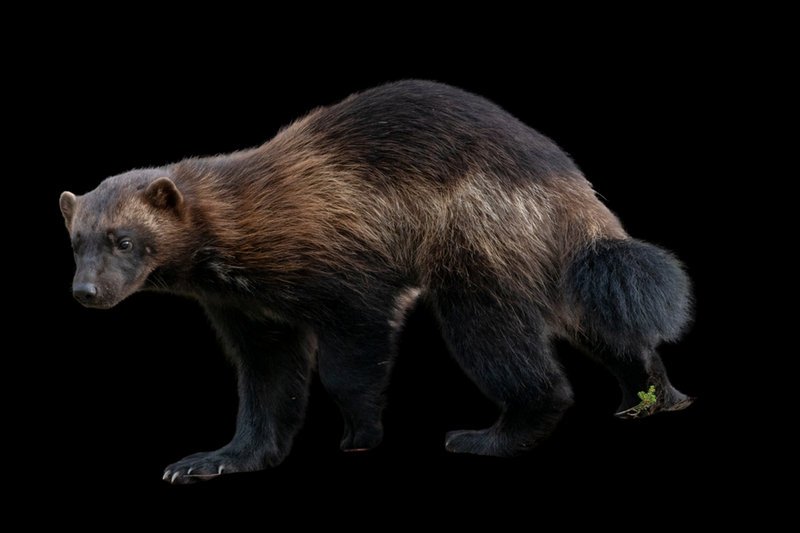 Wolverine (Gulo gulo) — Scandinavia, Russia