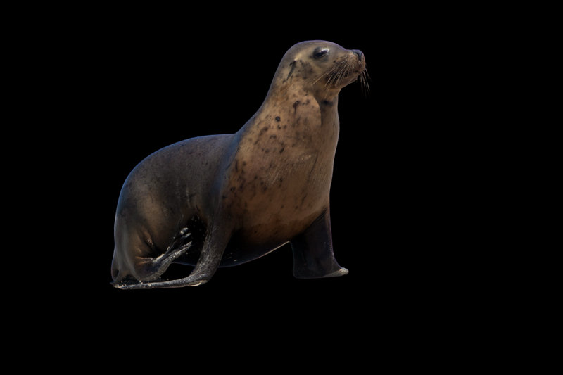 Australian Sea Lion (Neophoca cinerea)