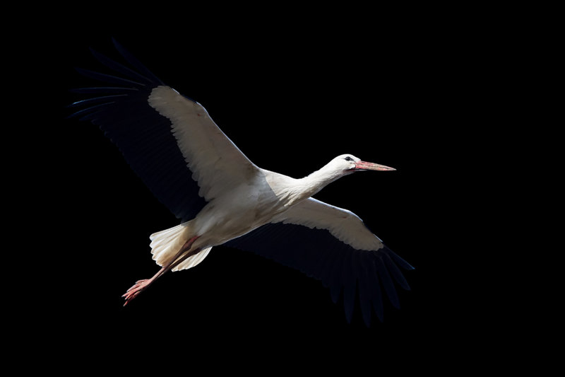 White Stork (Ciconia ciconia)