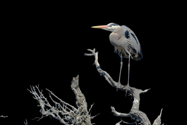 Great Blue Heron (Ardea herodias) in the wild