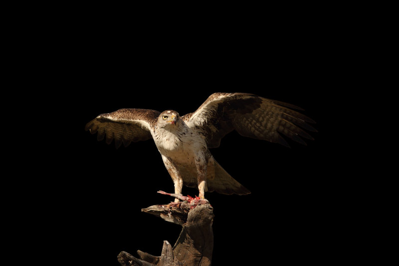 Bonelli's Eagle (Aquila fasciata) — Indian subcontinent Europe Africa