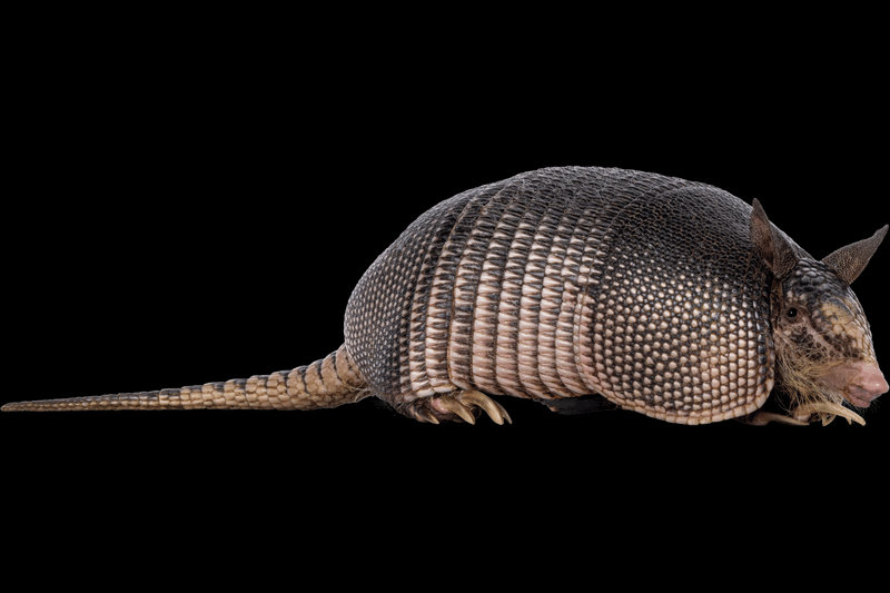 Giant Armadillo (Priodontes maximus) — South America east of the Andes