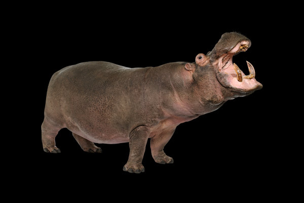 Hippopotamus (Hippopotamus amphibius) in the wild