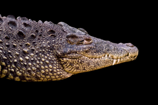 Cuban Crocodile (Crocodylus rhombifer) in the wild
