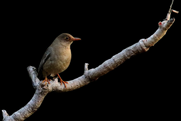 Indian Blackbird (Turdus simillimus) in the wild